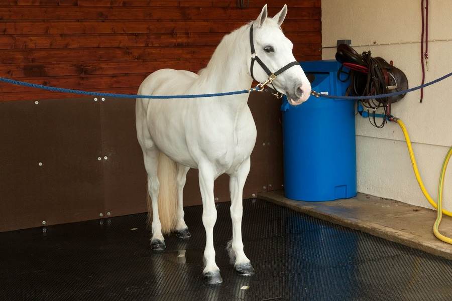 horse stall mats